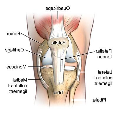 人体膝关节示意图